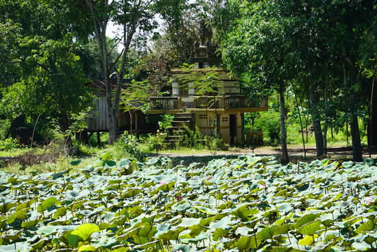 Lotusfeld, aus den Stängeln wird auch hier Lotusseide gewonnen
