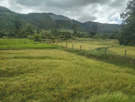 Reisfelder entlang der Strecke in unterschiedlichen Reifegraden, je gelber umso reifer