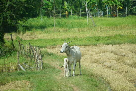 Ein Zebu mit Nachwuchs, diese Rindersorte sieht man neben Wasserbüffeln sehr viel. Zebus sind genügsam, sehr krankheitsresistent und durch ihr geringes Gewicht auch auf wasserreichen, weichen Böden gut unterwegs