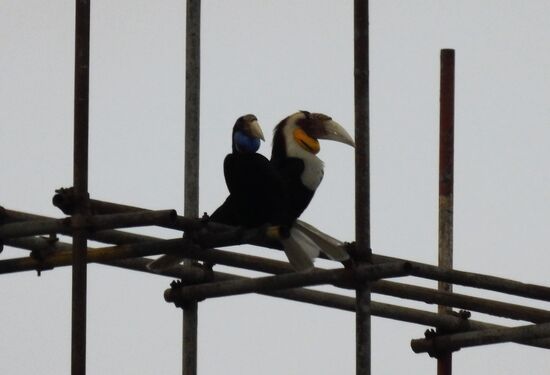 Die Hornvögel saßen auf einem hohen Baugerüst und waren wegen der Entfernung und den verschlossenen Fenstern schwer zu fotografieren. Ein Schnappschuss durch eine kurz vor der Abfahrt nochmal geöffnete Tür ist aber gelungen.