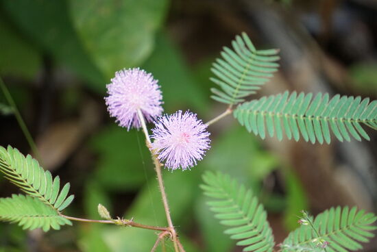 Echte Mimosen die ihre Blätter bei Berührung schließen sieht man hier oft