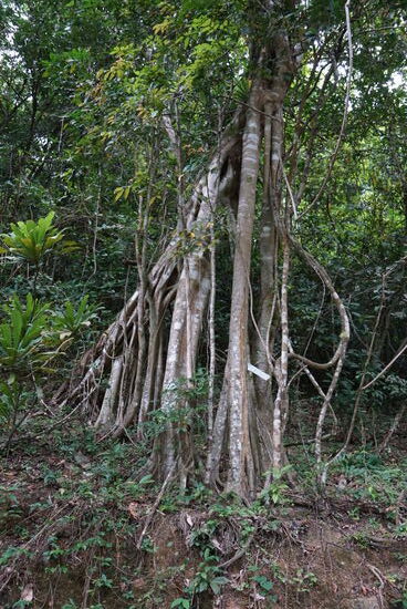 Bäume mit sovielen dicken Luftwurzeln dass der Ursprungsstamm nicht mehr direkt erkennbar ist