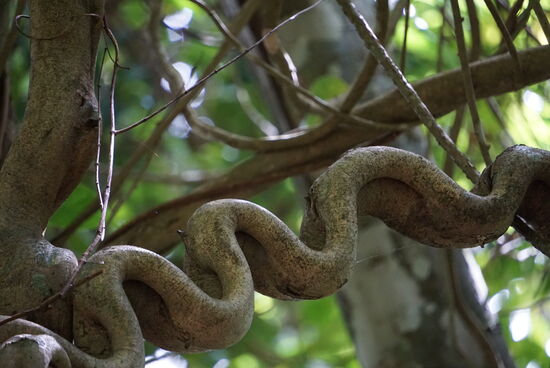 Lianen die sich jung sehr gleichmäßig wellen, werden gerne zu Dekorationszwecken verwendet