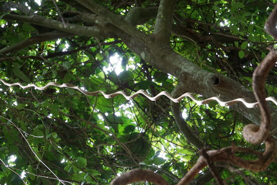 Die gewellten Lianen werden viele Meter lang