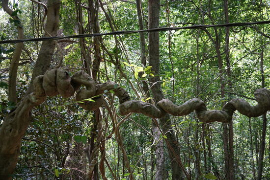 Älter werden sie armdick und verzwirbeln sich immer mehr