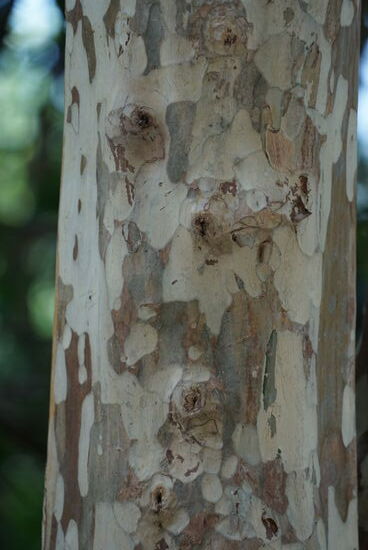 Der Baum schaut aus wie geschält aber das ist seine Rinde