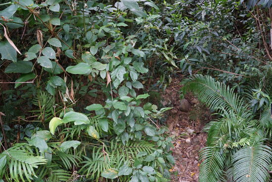 Manchmal gehen Trails ab, die Ausschilderung ist auch noch vorhanden aber der Weg ohne Machete nicht wirklich begehbar