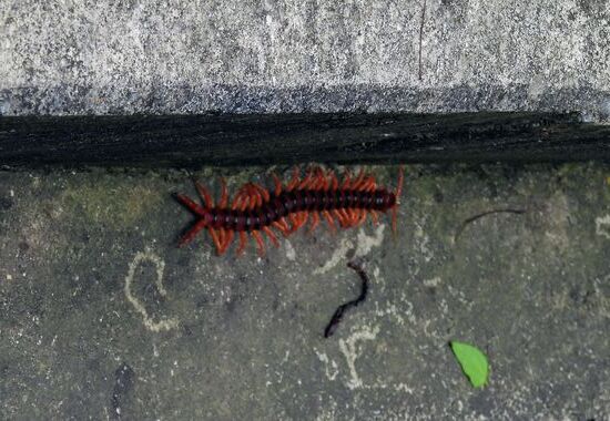 Ein mindestens 25cm langer Vielfüssler auf der Suche nach Würmern oder anderer Beute.