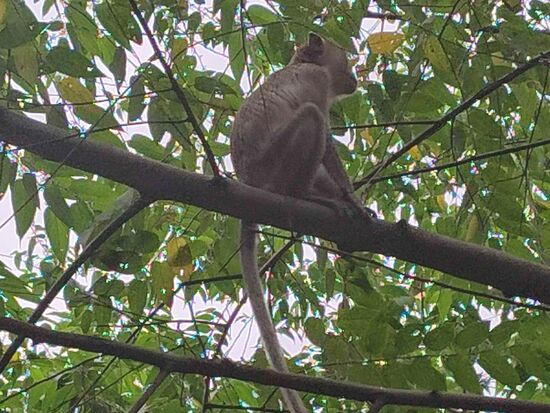 Zweimal sind uns auch Makakenfamilien begegnet.