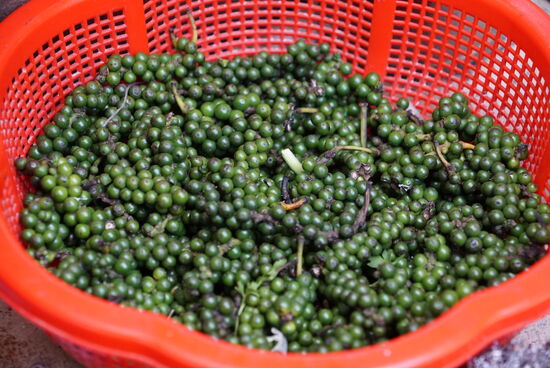 Frischer grüner Kampottpfeffer - die Pfefferqualität soll eine der besten der Welt sein