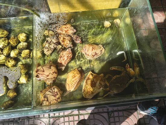 Schön gemusterte Meeresschnecken