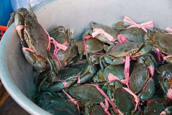 Und der Star des Marktes, Krabben in allen Größen