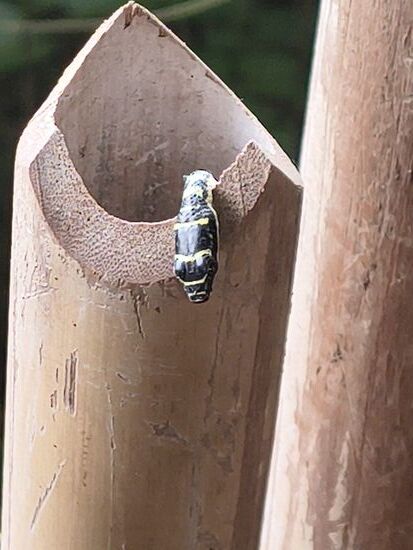 Eine sehr junge Schmuckbaumnatter (Goldschlange) die erwachsen mit Gift kleine Eidechsen und Frösche zum fressen tötet, für den Menschen sind sie ungefährlich. Sie lebt in den Bäumen und kann sich  bei Gefahr durch Raubvögel mit kurzem durch die Luft gleiten retten