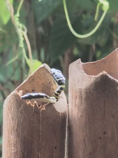 Konrad macht mich auf die Babyschlange aufmerksam