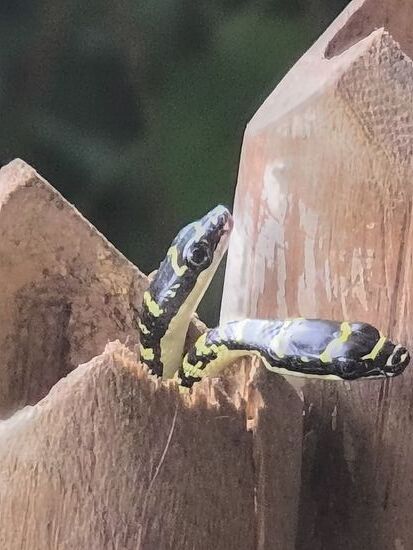 und plötzlich sind es zwei