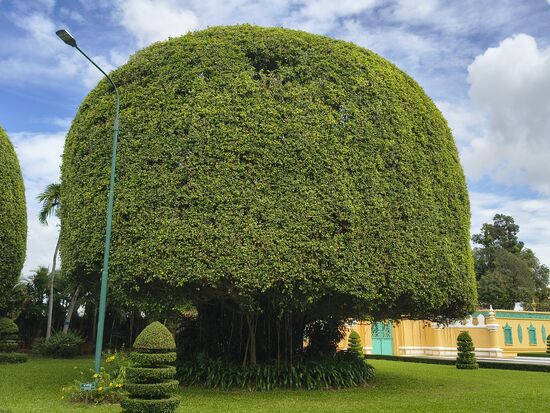 Wie lange es dauert einen um die 150 Jahre alten Baum so zu schneiden?