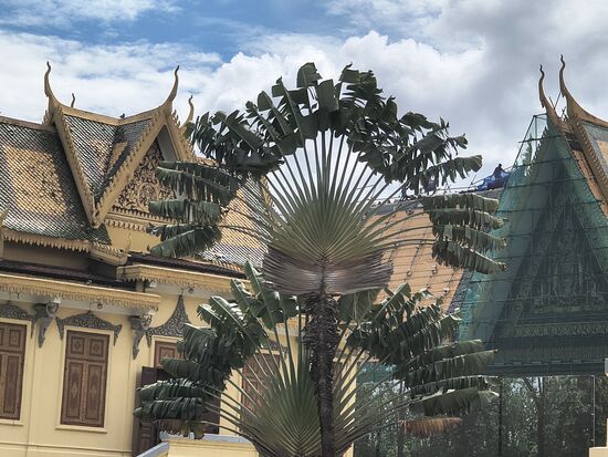 Ein riesiger Baum der Reisenden