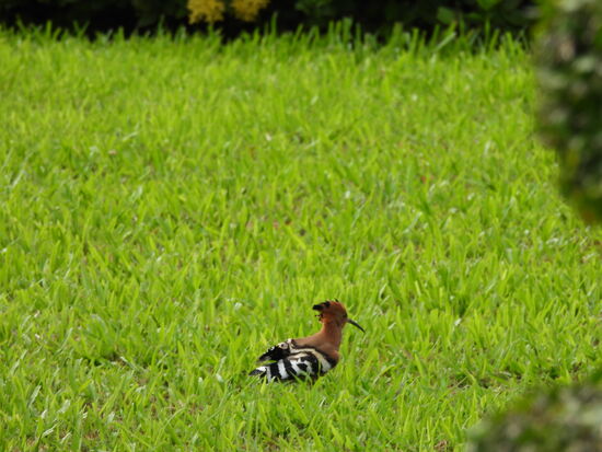 Seit langem mal wieder einen Wiedehopf gesehen