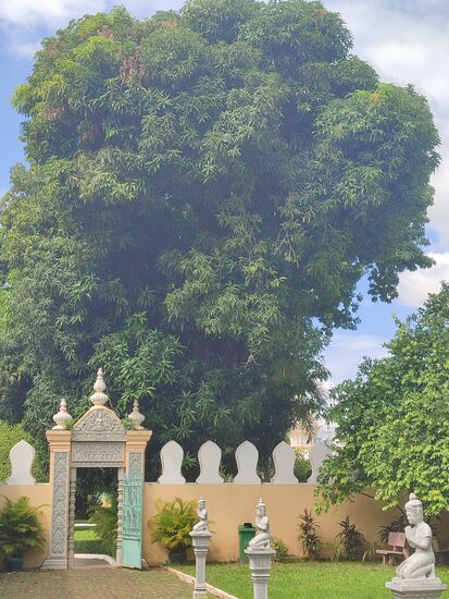 Das Eingangstor zum Palastgelände mit einem riesigen Mangobaum, das Tor hat etwa 3m Höhe da kann man sich vorstellen wie gewaltig der Baum ist