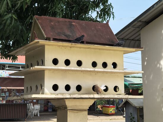Taubenhaus - wir vermuten dass die Tauben hier angefüttert und dann für den Grill gefangen werden