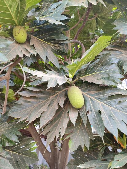 Brotbaumfrucht, wird reif gegessen oder im unreifen Zustand zu Mehl verarbeitet