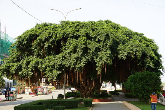 Wunderschöne alte Bäume beeindrucken uns immer wieder