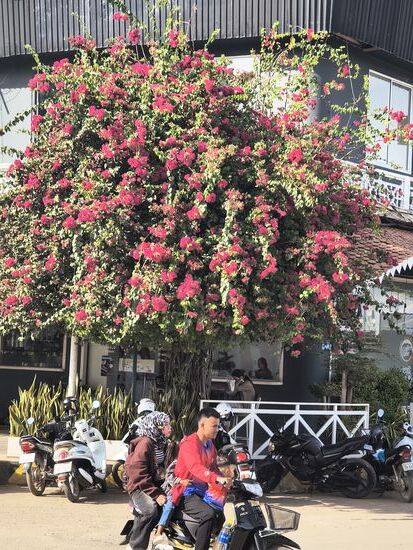 Blühpflanzen werden hier einige Meter hoch, hier eine Bougainvillea