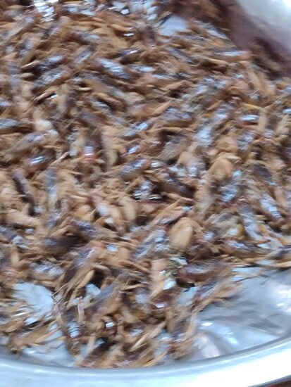 Grillen die auch lebend verarbeitet werden