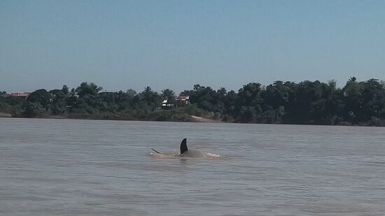 Irrawaddy Delphine, bei dem kleinen Dorf Kampi leben nach der letzten Zählung um die 110 Tiere und damit steigt die Population der vom aussterben bedrohten Delphine wieder leicht an. Sie haben eine runde Schnauze und springen nur sehr selten