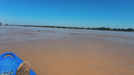 Mit dem Kajak auf Delphinsuche im Mekong, warum die Tiere sich hier im "Kampipool" aufhalten weiß man nicht aber sie bewegen sich nur äußerst selten von dort weg. Mit dem Kajak ist es anstrengend und wackelig bei der Strömung aber so werden die Delphine am wenigsten gestört