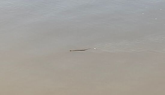 Eine Schlange schwimmt im Mekong vorbei als wir gerade beim Frühstück waren, vielleicht sucht sie auch was leckeres. An Land haben wir sie dann nicht mehr gesehen