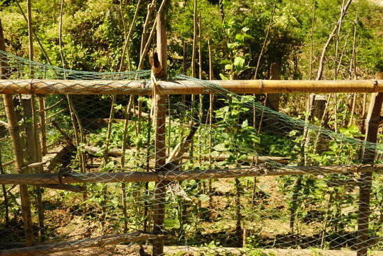 Der Mekongschlamm der nach der Regenzeit zurückbleibt ist ein guter Dünger fürs Gemüse