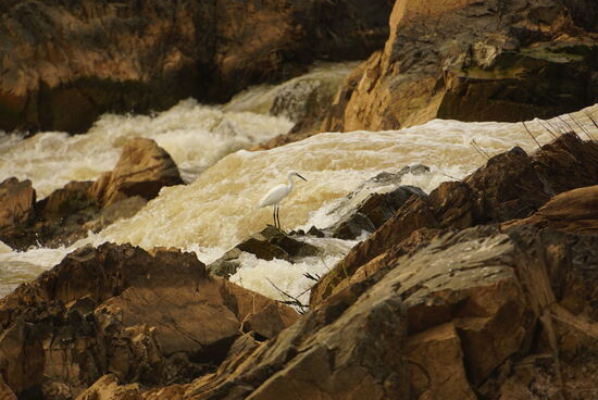 Auch ein Reiher  fischt in den Stromschnellen