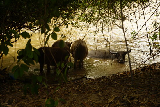 Auch die Wasserbüffel laufen frei rum und geniessen ein Bad im Mekong
