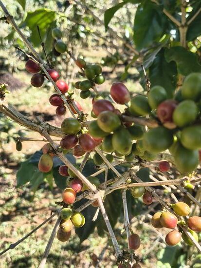 Bisher haben wir bei Kaffee nur Sträucher gesehen wo von der Blüte bis zur reifen Kaffeekirsche alles vertreten war, das ist hier nicht so. Alle Sträucher blühen zur gleichen Zeit und tragen dann auch gleichzeitig. In Handarbeit werden dann die reifen, roten Kirschen gepflückt