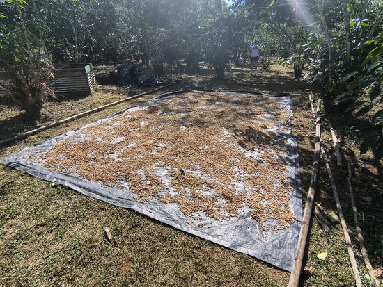 Kleinere Kaffeebauern trocknen die geschälten Kaffeebohnen am Boden