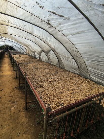 Große Farmen unter Folientunneln zuerst mit dem Fruchtfleisch und dann bereits geschält mindestens eine Woche