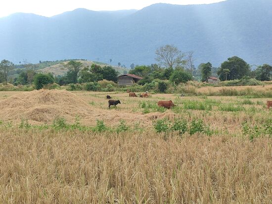 Reisernte von Hand auf kleinen Feldern, auf den bereits abgeernteten sucht das Vieh nach den ausgefallenen Körnern