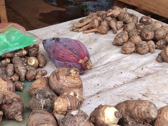 Bananenblüte wird als Salat zubereitet und die kleinen Rüben geschält und roh gegessen, sie schmecken wie unsere Radieschen