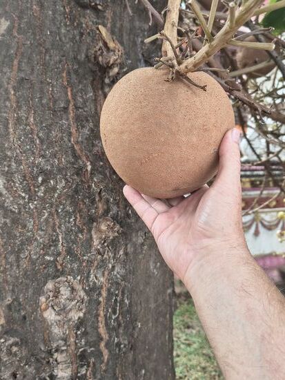 ... und was draus wird. Die Frucht des Kanonenkugelbaumes hat eine holzige Schale, wird ca. 25 cm groß und kann 5-7 kg schwer werden. Beim Fall auf harten Boden platzt sie auf und das weiche Fruchtfleisch wir von Tieren gefressen die so die darin enthaltenen Samen verbreiten.