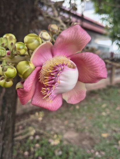 Eine wunderschöne Blüte ....
