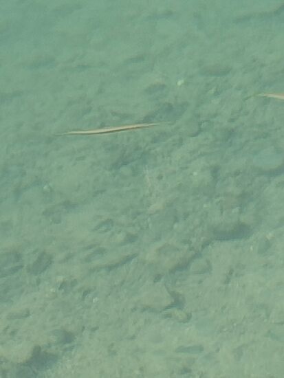 Ewig lange  und nur bleistiftdicke Fische, wie die heißen konnte uns niemand sagen