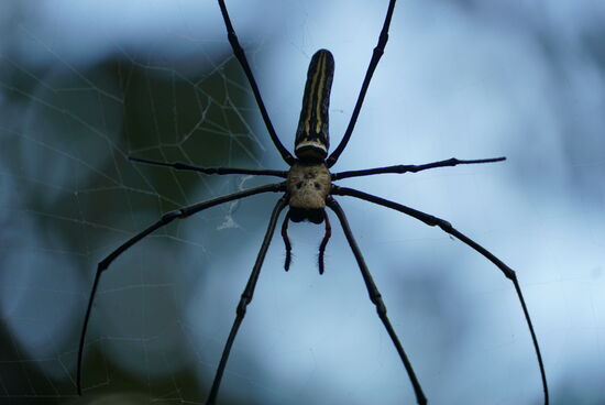 Die Spinne war handtellergroß und hat ordentliche Greifzangen