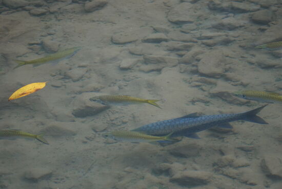 Schöne blau und grün glänzende Fische findet man im Wasser