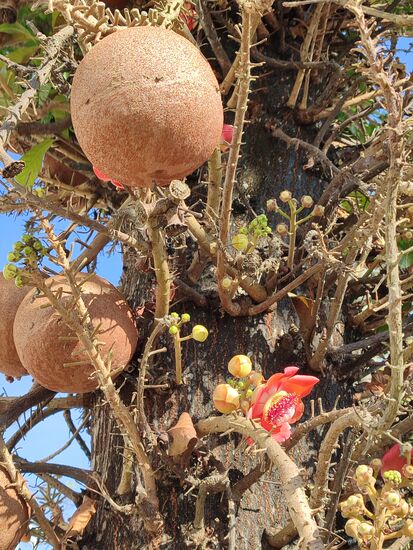 Wir lieben die Kanonenkugelbäume und freuen uns immer wenn wir einen sehen