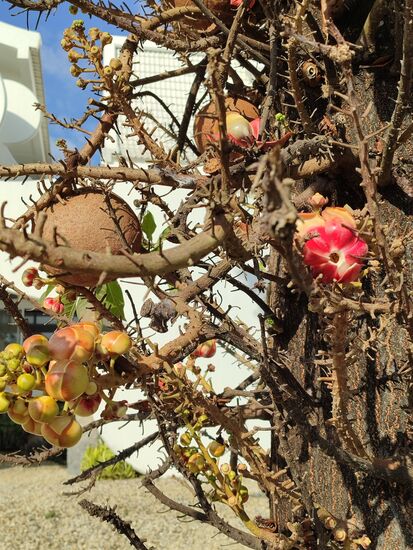 Frucht, Blüte und Knospe alles auf einem Baum