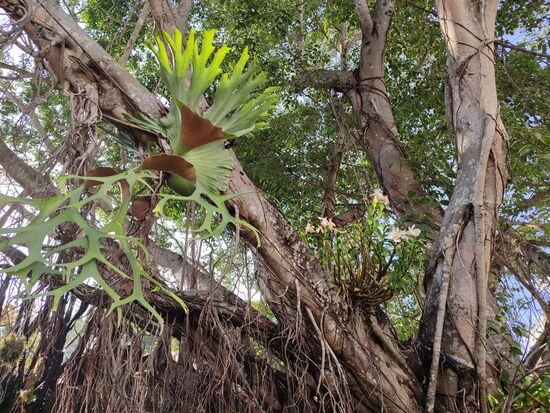 Geweihfarn und eine Orchidee