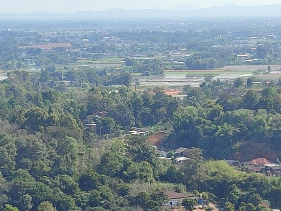 Viele Reisfelder mit jungen Reispflanzen