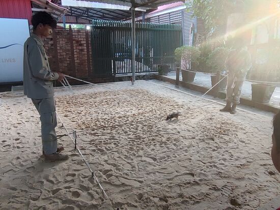 Die Ratte geht an einem Geschirr immer eine Linie lang, wenn sie nichts gefunden hat gehen die beiden Führer links und rechts einen halben Meter weiter und das solange bis alles abgesucht wurde. Bei einem Fund bleibt die Ratte unruhig stehen , dann wird die Stelle markiert und später geprengt. Die Ratte bekommt als Belohnung Banane oder Erdnüsse. Die Vorführratte hieß Gertrude wie ihre deutsche Patin.