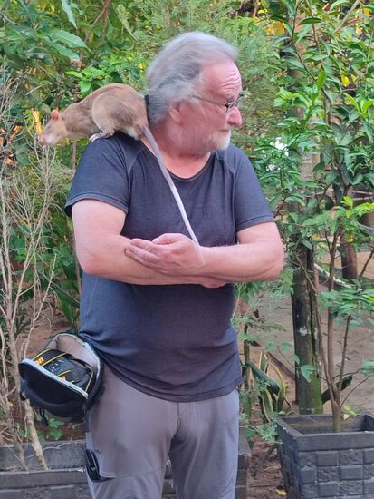 Die Ratten werden früh auf Menschen sozialisiert und haben dadurch keine Scheu. So putzig wie sie waren wollte ich trotzdem keine auf den Arm nehmen